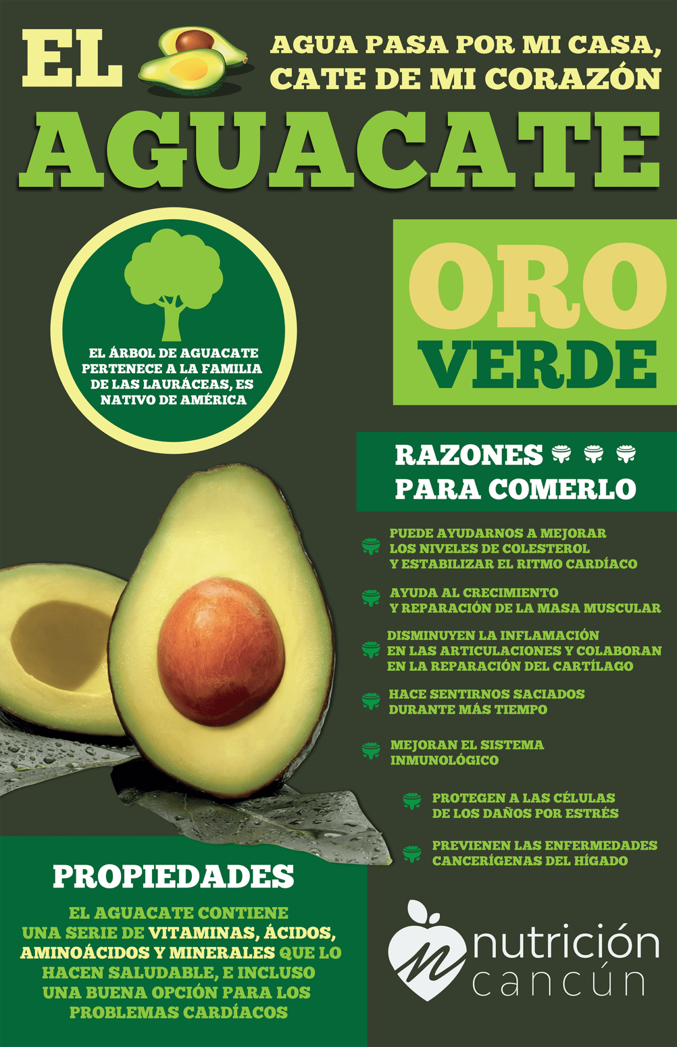 Infografía Del Aguacate Nutrición Cancún 